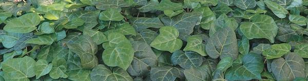 Persian Ivy Hedera colchica My Heart from Classic Groundcovers