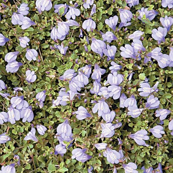 Blue Mazus Mazus reptans from Classic Groundcovers