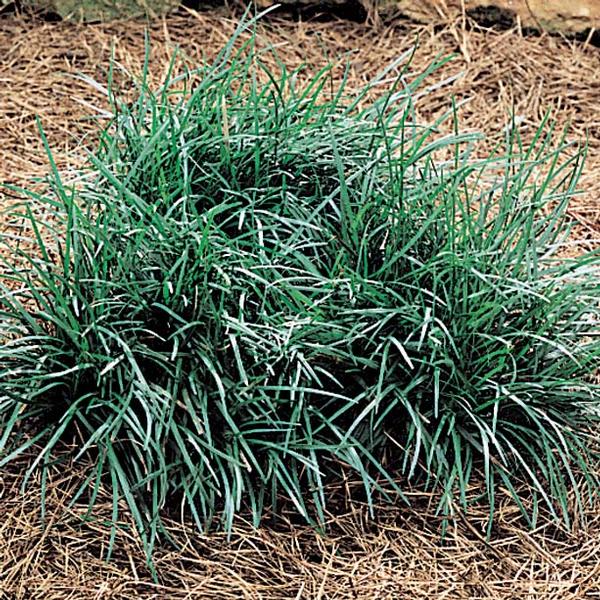 Mondo Grass Ophiopogon japonicus from Classic Groundcovers