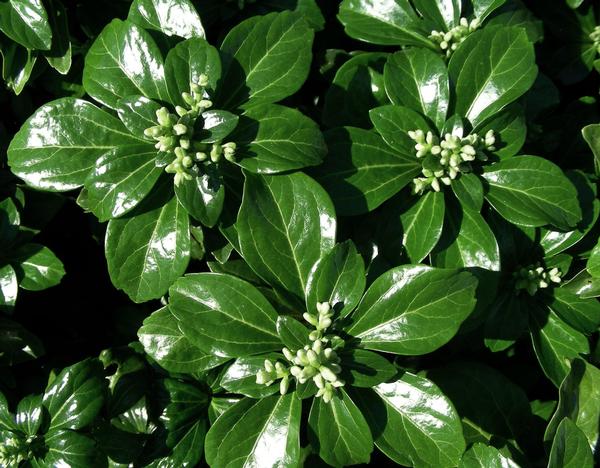 Japanese Spurge Pachysandra terminalis Green Sheen from Classic Groundcovers