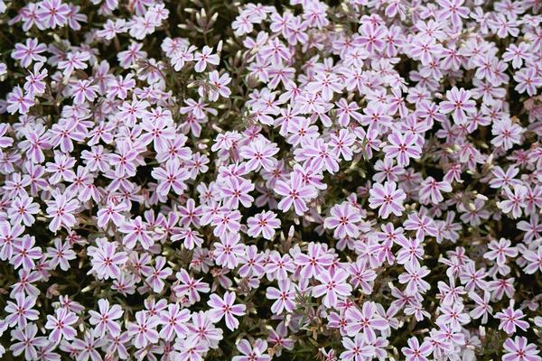 Candy Stripe Creeping Phlox Phlox subulata Candy Stripe from Classic Groundcovers