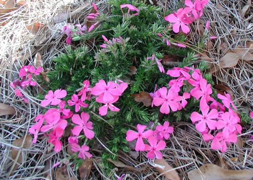 Pink Creeping Phlox Phlox subulata Drummond's Pink from Classic Groundcovers