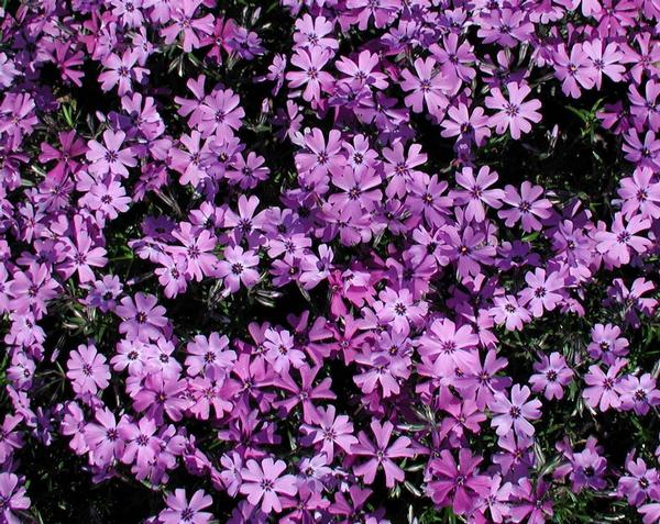 Purple Creeping Phlox Phlox subulata Purple Beauty from Classic Groundcovers