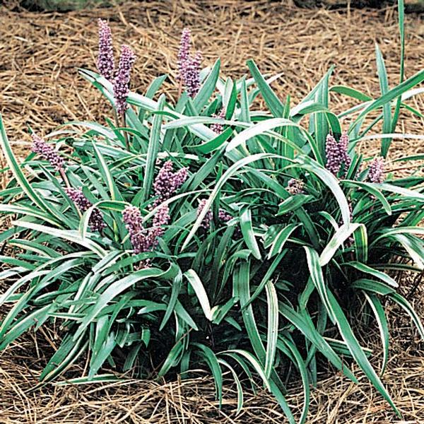 Silver Midget Lily Turf Liriope muscari Silver Midget from Classic Groundcovers