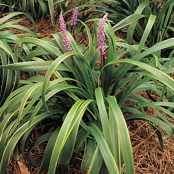 Gold Band Lily Turf Liriope muscari Gold Band from Classic Groundcovers