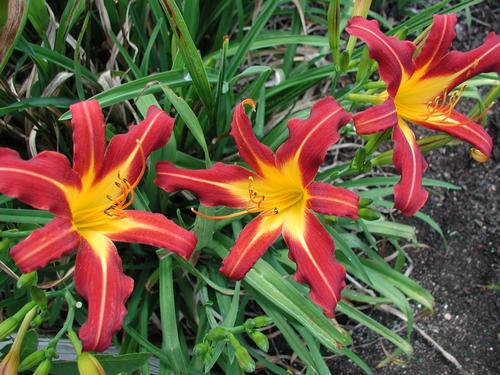 Autumn Red Daylily Hemerocallis Autumn Red from Classic Groundcovers