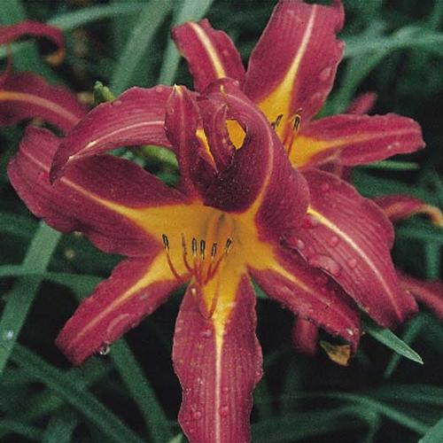 Sammy Russell Red Daylily Hemerocallis Sammy Russell Red from Classic Groundcovers