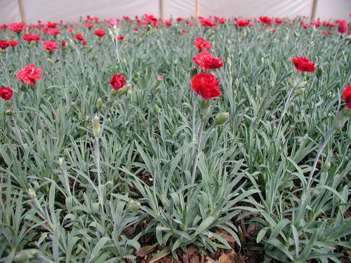 Fire Star Imp. Dianthus Dianthus Fire Star Imp. from Classic Groundcovers